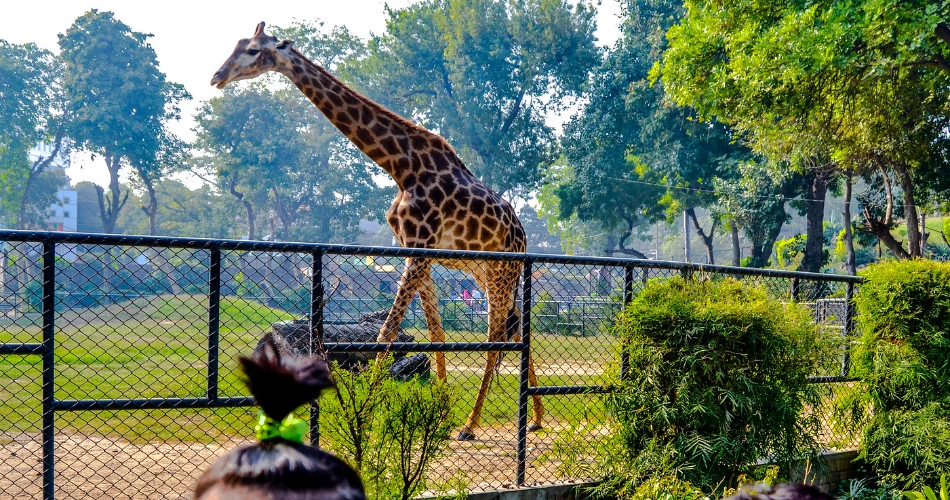 Lahore Zoo: A Timeless Landmark of Wildlife and Heritage